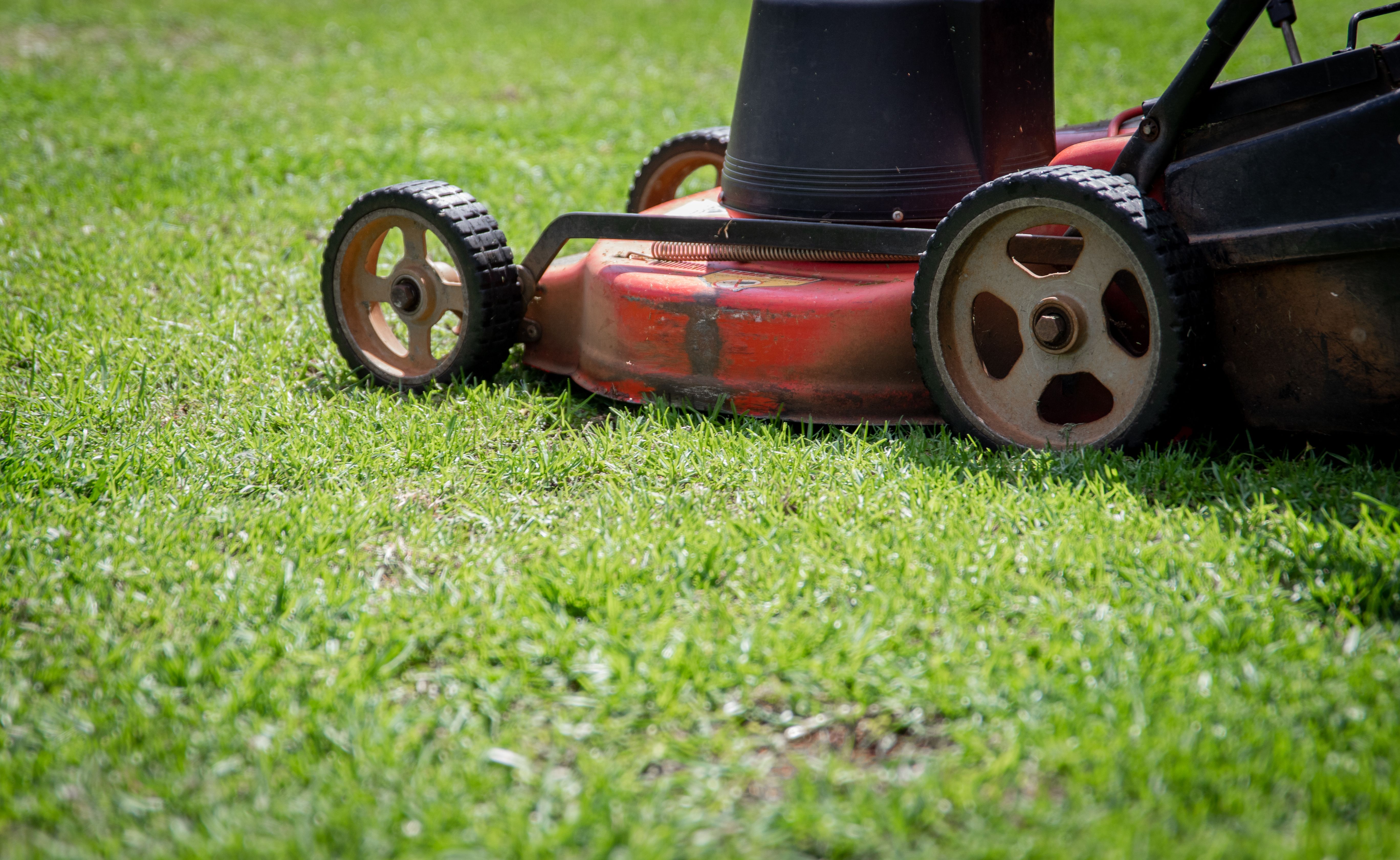Freshly maintained residential lawn and landscaping